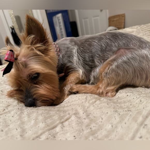 Meet your Posher, Claris - Picture 2 of 2